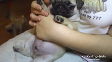 一段巴哥犬的视频，网友：我更关注它的女主人