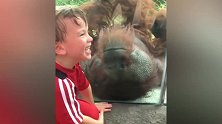 小男生隔着镜子看猩猩，猩猩跑过来，和他亲密接触