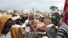 把牛奉为“上帝”的原始部落，每天用牛尿洗脸，一辈子为了牛而活