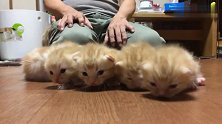 5只小猫向你走来，有没有心动的感觉