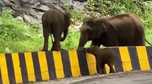 萌哭了！小象跟着大象翻栅栏，小短腿翻不过去