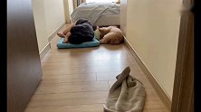 当主人睡在泰迪的垫子上，下一秒狗狗这反应真绝了，看完忍住别笑