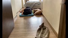当主人睡在泰迪的垫子上，下一秒狗狗这反应真绝了，看完忍住别笑
