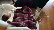 小猫看见了摇篮里的宝宝，竟然站了起来，真是有趣！