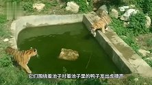 两只老虎盯上水塘里的小鸭，本来只在池边观望，下一秒画风突变！