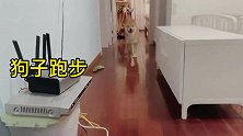 《信条》世界中的柴犬，主人遇到逆熵柴犬怎么办？去迪士尼看看吧