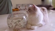 给猫咪100条活鱼会发生什么？猫：不够塞牙缝！