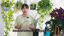兰花应该深种还是浅种，看这2点就知道了