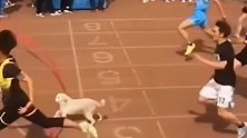 出现在短跑赛场上的小狗，竟然跑成了亚军，这让冠军的脸往哪放