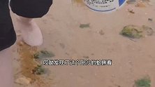 大退潮到底能抓到多少种海鲜？聚堆的猫眼螺满沙滩都是！还有响螺