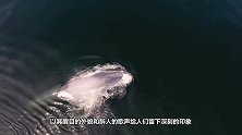 鲸鲨跳到岸上吓坏众人，鲨都别动啊！我自己下去
