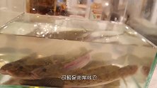 活鱼被削得只剩骨架后，再放回鱼缸游泳，日本人真是够残忍了！