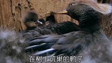动物趣闻，鸭子在树上建巢，狗子被主人吓到
