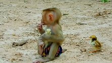 小猴子把小鸡抱怀里，还吹口哨给小鸡听，小鸡想走还拉着它不让走