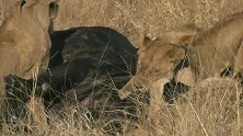 瘸腿小雄狮终于赶上狮群的大餐：野牛足够享用了