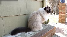 蹲在墙角的猫咪，看这奶凶奶凶的样子，也是很萌呢！