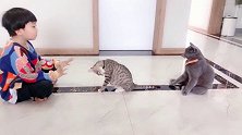 今天儿子告诉我他会【隔山打牛】我不信猫 训猫日常 隔山打牛