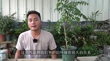 闷热天气，幸福树叶片“白点”越来越多，别怪没提醒