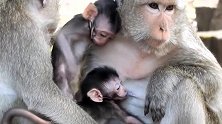猴群中猴宝宝少的时候，小宝宝格外受宠