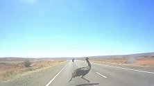 惊险！澳大利亚一只鸸鹋突然窜上高速公路，险些被汽车撞上