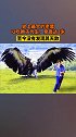 阿根廷巨鹰，其身高可达2米多，翼展长度能够达到5米~8米多，像一架小型飞机。阿根廷巨鹰 上热门