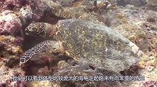 海龟尾部有异样，老外细看后，直接用上了刀子！