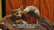 宝宝嚎啕大哭，鹦鹉接下来的动作，让宝妈笑翻了
