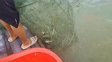 小哥激动坏了，去湖里捕鱼拉起鱼网，发现有大货武昌鱼