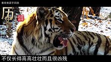 狮虎兽：世界上体型最大的猫科动物，狮子和老虎的结合