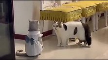 铲屎官给美国小猫穿了件公主裙，结果大猫嫉妒的冲着小猫直叫唤