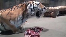 实拍老虎吃肉肉，吃得好香