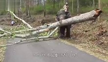 大象驮着主人巡视，却被老虎拦住了去路，结果忍住不要笑