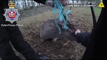 英国一头鹿被秋千缠住鹿角 两名警察剪断绳子将其解救