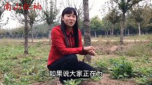村民称之刺角芽的小野菜，浑身是宝口感好，你吃过吗？