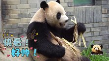熊猫泰山津津有味地吃着竹笋，一根接一根：看我帅不帅？