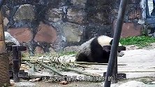 饲养员趁机偷摸小熊猫，小熊猫表情笑翻了，网友：这也太傲娇了