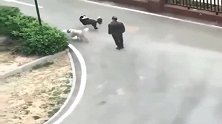 边牧：铲屎的，有我在你放心，狗我会帮你牵好的！