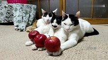 三个苹果三只猫咪铲屎官你又想干嘛我们都懒得理你了