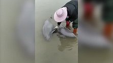 江豚搁浅岸边 村民为其泼水2小时直至涨潮