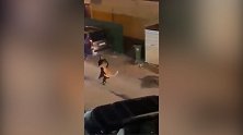 科威特一头宠物狮跑到街上游荡 被主人抱着抓回