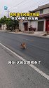 狗狗路中间循环转圈，完全不顾过往车辆，网友:这肯定是喝多了。
