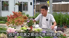 夏季不是所有花都休眠的。怎么区分是否休眠？休眠的如何度夏呢？