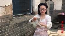 狗市上30块买的波斯猫，农村姑娘要给它洗澡，看看猫咪是否配合