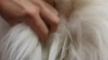 主人用手摸着小狗的毛发，长得真的太长了，这是什么狗呢