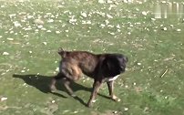 塔吉克斯坦遇上一群牧羊犬，体型巨大，看下性情多凶猛