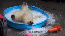 动物园中的小北极熊，第一次见到冰块，立马便“不可收拾”