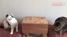 两猫咪下象棋，你们能不能让真点，不要老往地上瞅好吗