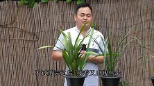 兰花叶片焦尖，反反复复，教你一招完全根除！