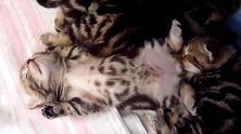 捕捉睡觉的猫咪，这四脚朝天的姿势，好萌啊！