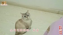 漂亮小猫活泼好斗，打完独苗猫姐又去打猫妈，没想到猫妈下手更狠